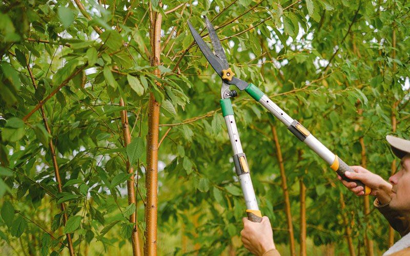 Tree trimming in Crandall, IN