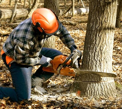 Tree Removal in Crandall, IN